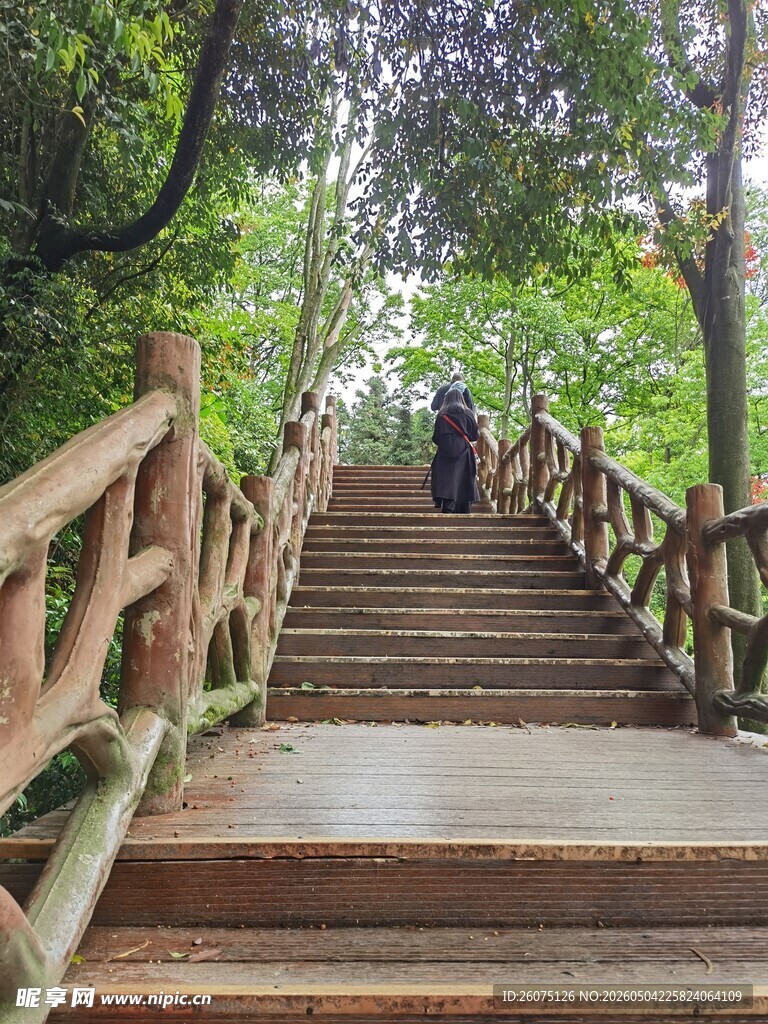 林间木梯漫步自然之中