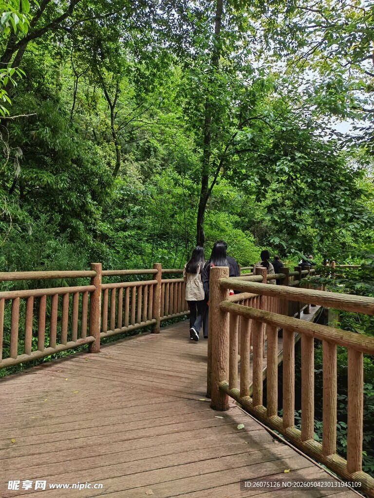 漫步林间木栈道赏绿意