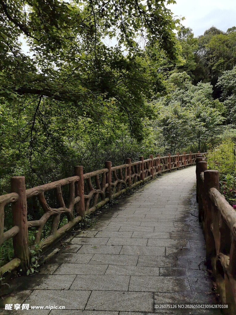 林间石板路静谧自然景
