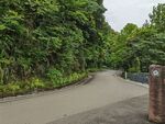 蜿蜒林间路
