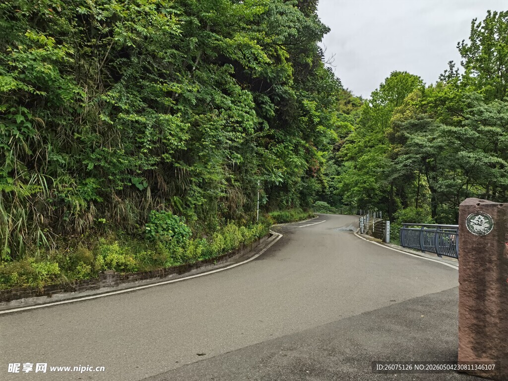 蜿蜒林间路