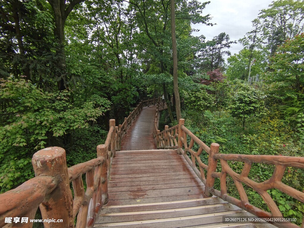 林间木桥蜿蜒入绿意