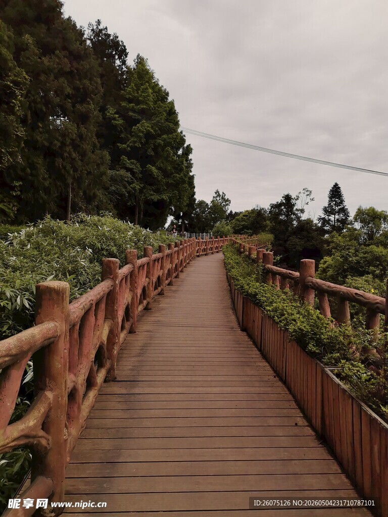 木质栈道漫步于绿植间