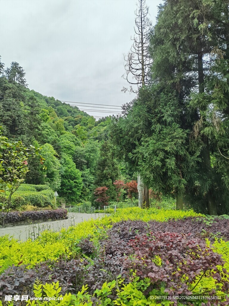 山间多彩植物景观
