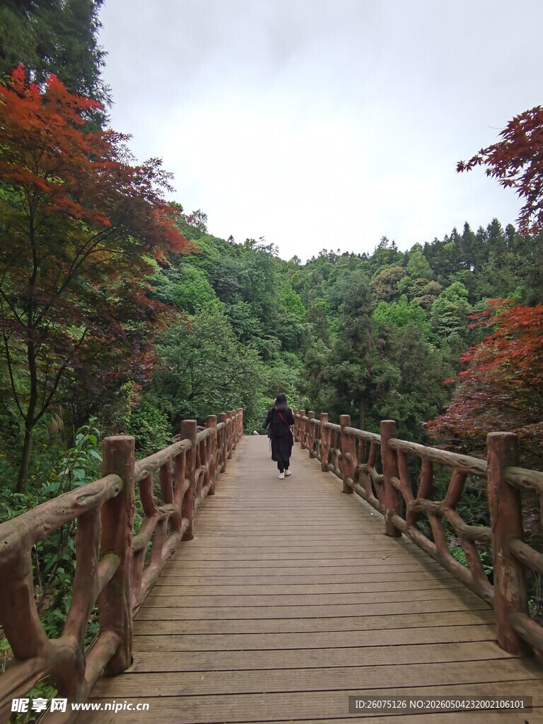漫步林间木栈道