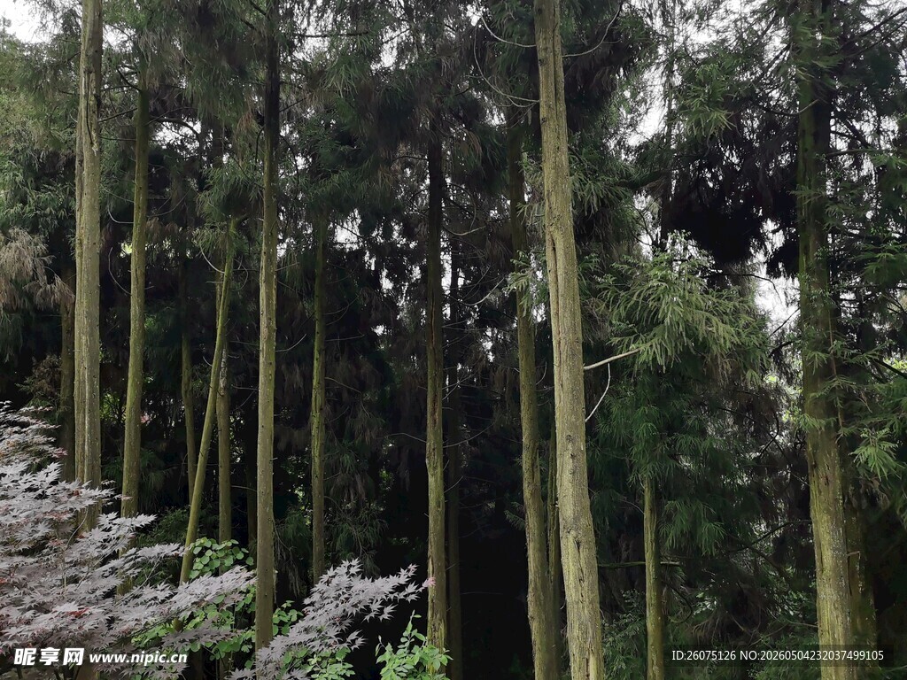 茂密挺拔的高大树林