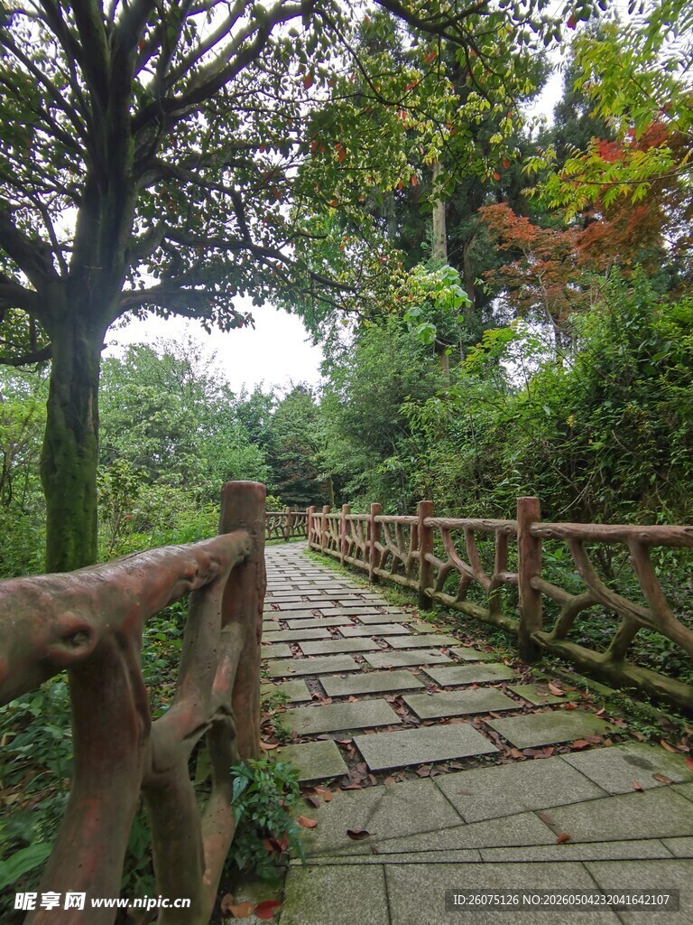 林间石板小径自然景致