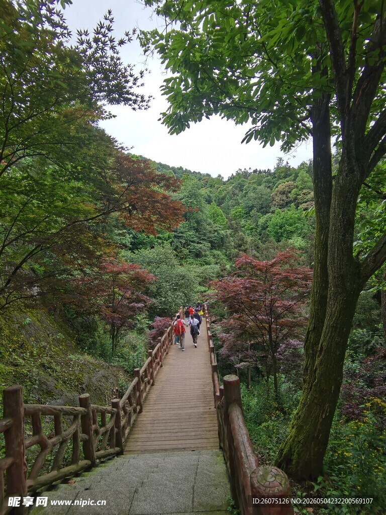 林间木栈道漫步景色宜人