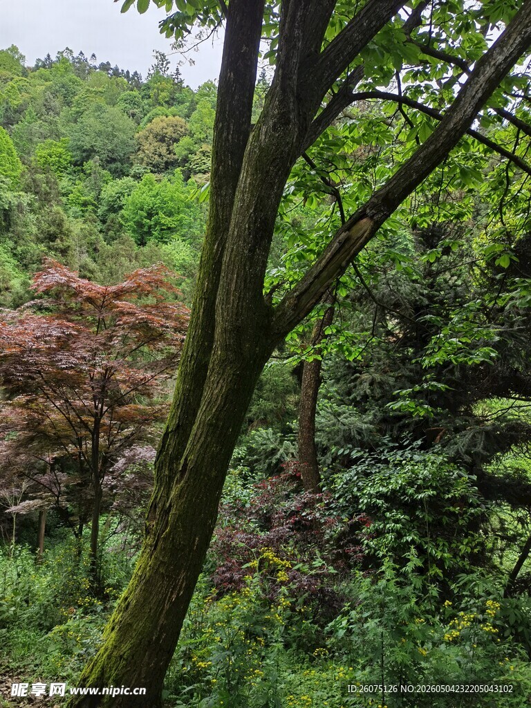 山林间繁茂树木景致