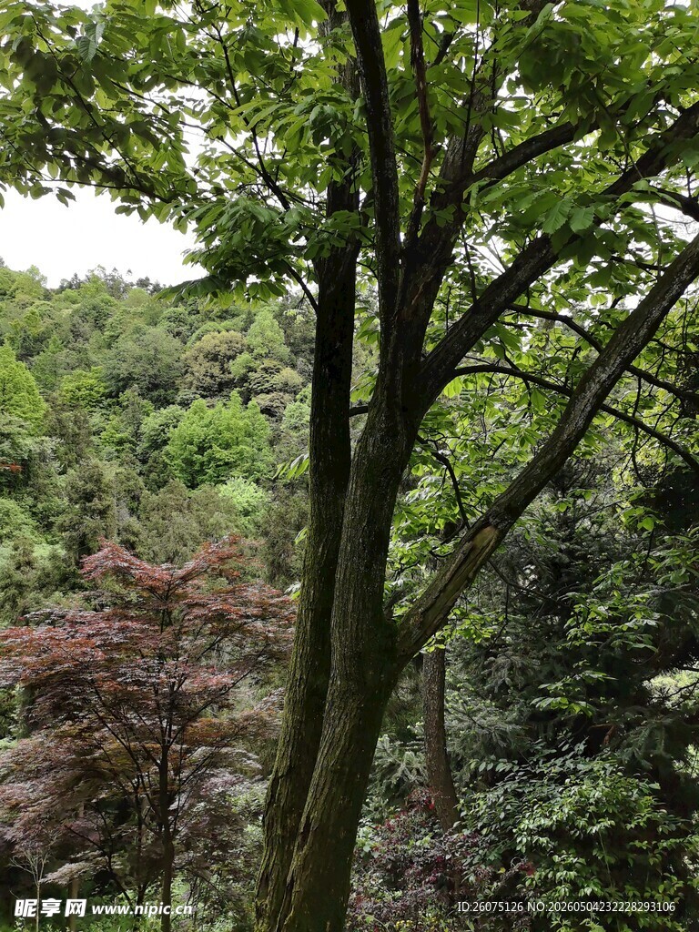 茂密树林中的繁茂树木