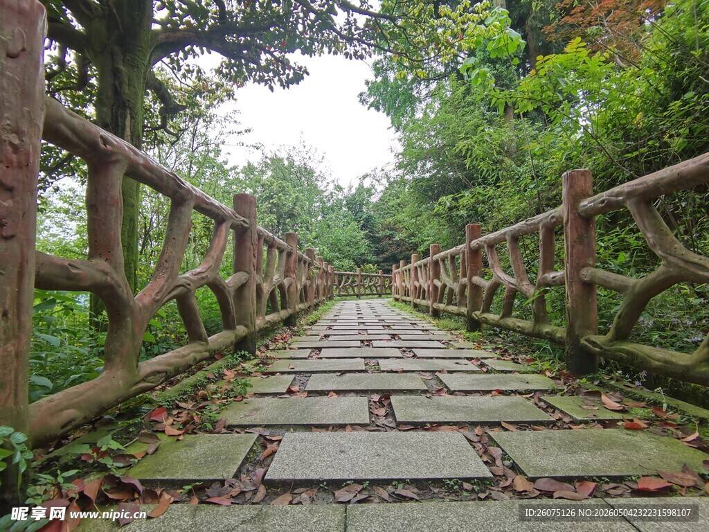 林间步道自然静谧之景