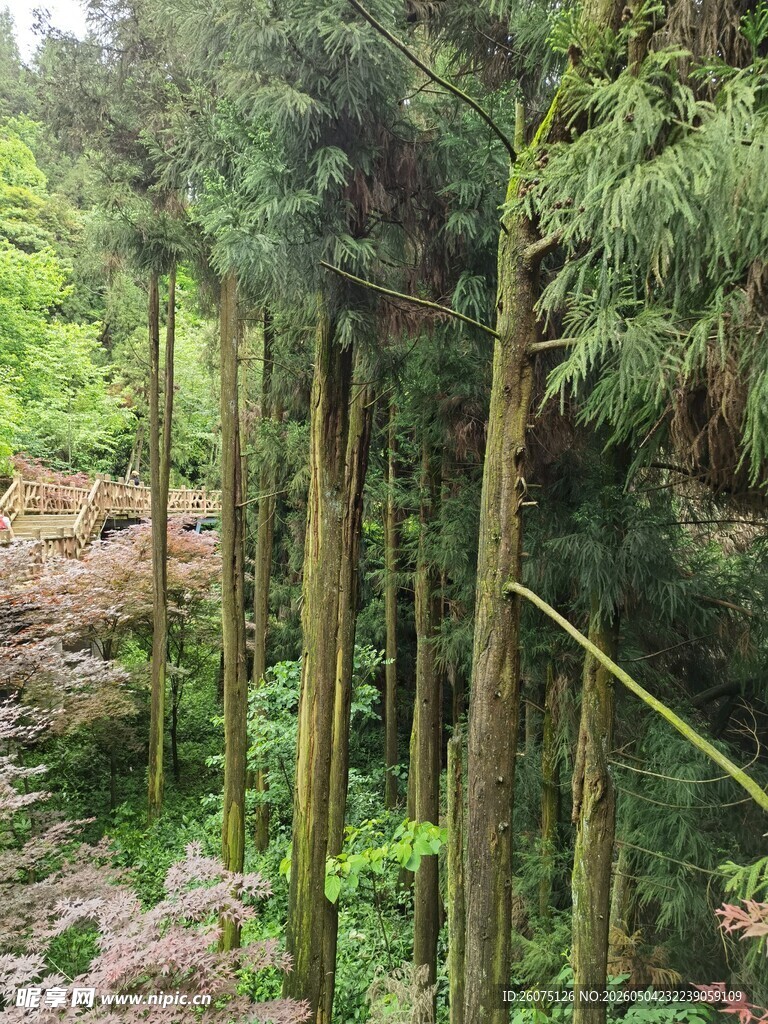 茂密挺拔的杉树林景观