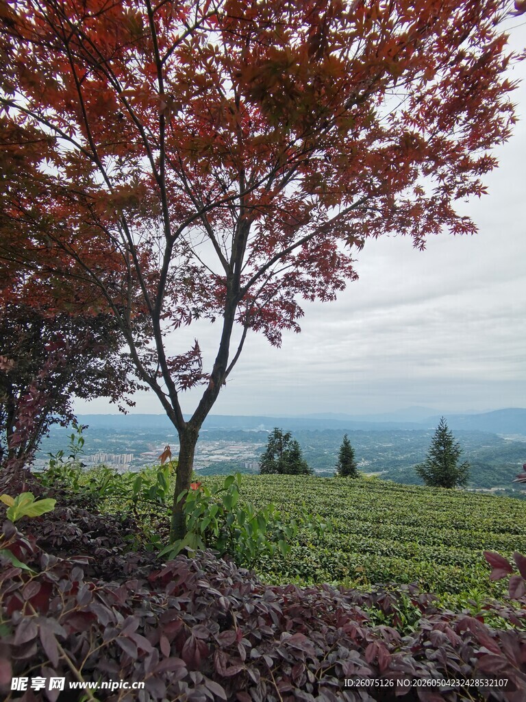 蒙顶山红树映茶园美景