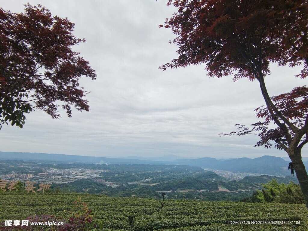 蒙顶山田园风光中的繁茂树木