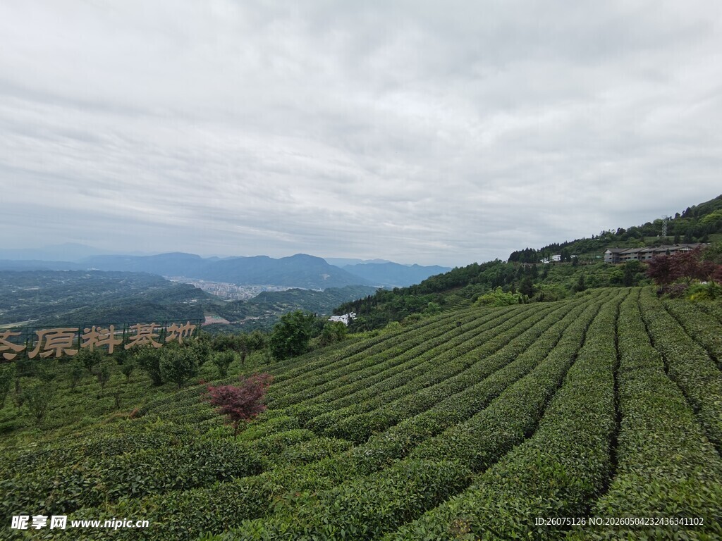 蒙顶山山间茶园美景