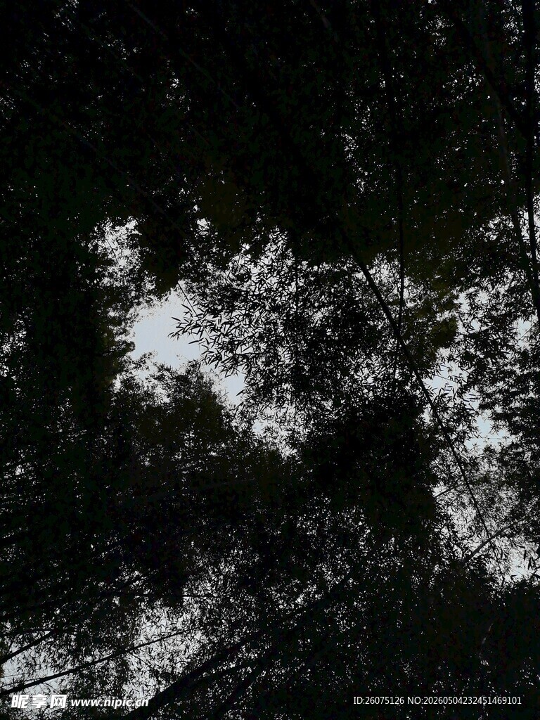 透过枝叶见天空夜景