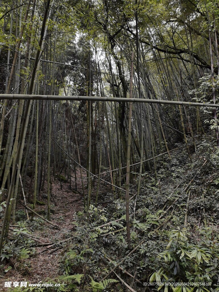 幽静竹林小径