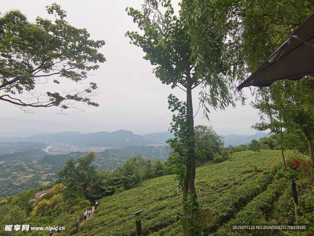 山间茶园美景