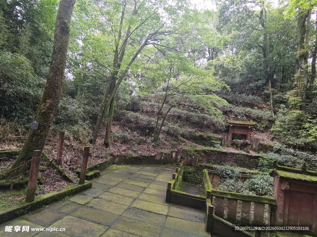 林间幽静小道绿植环绕