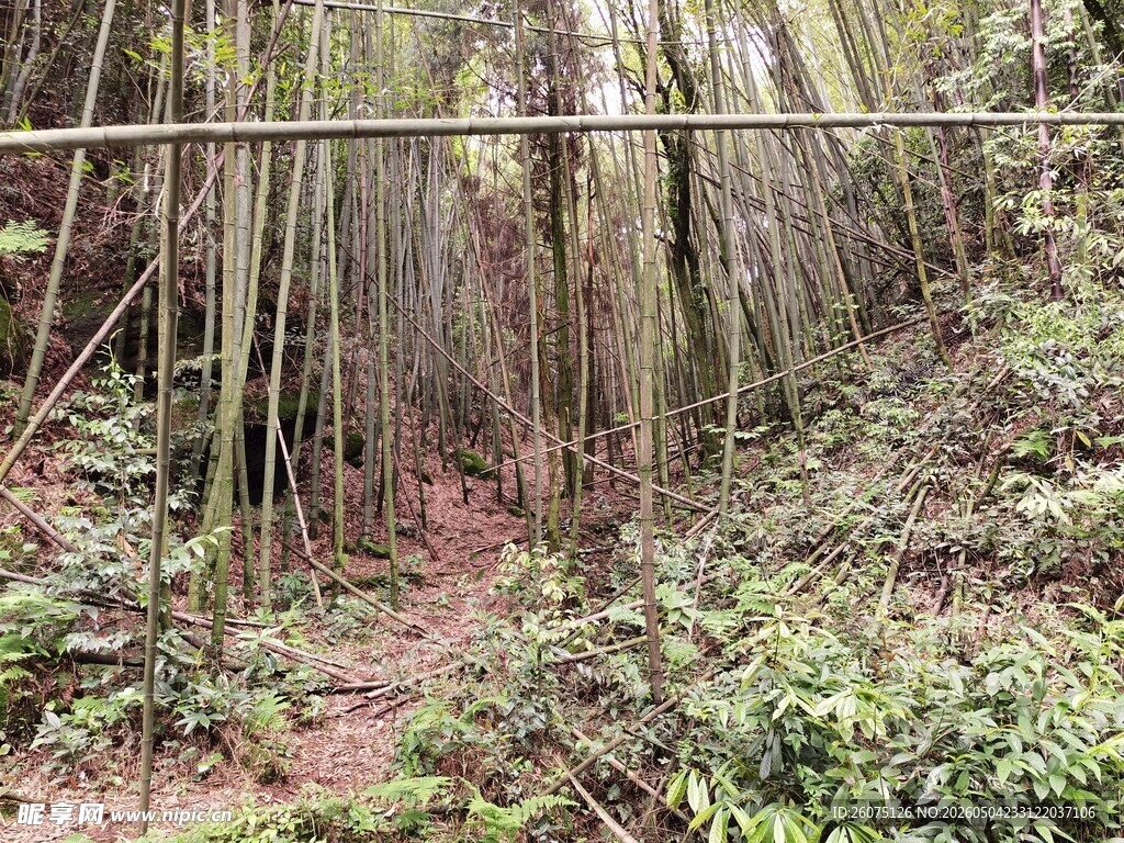 山间竹林小径