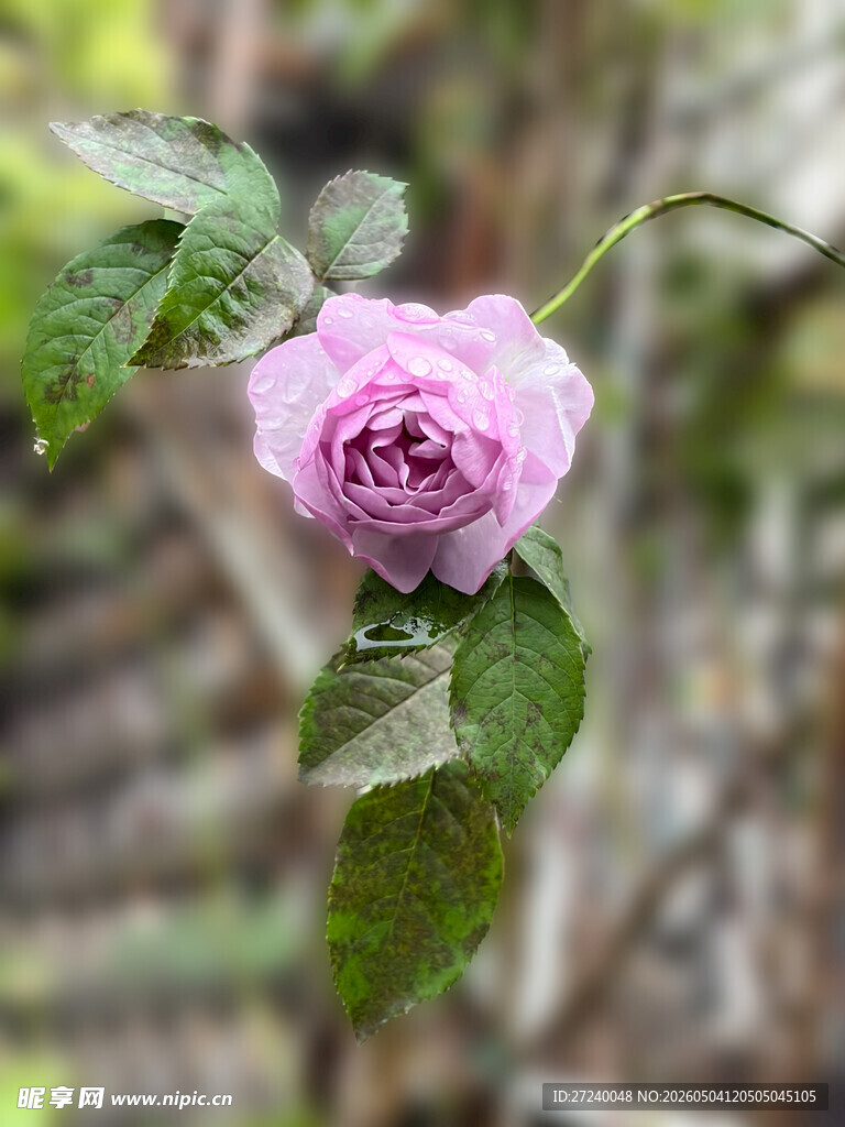 月季