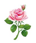 情人节粉色玫瑰装饰元素 婚礼贺