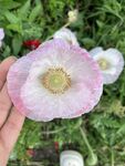 手捧娇艳粉色虞美人花