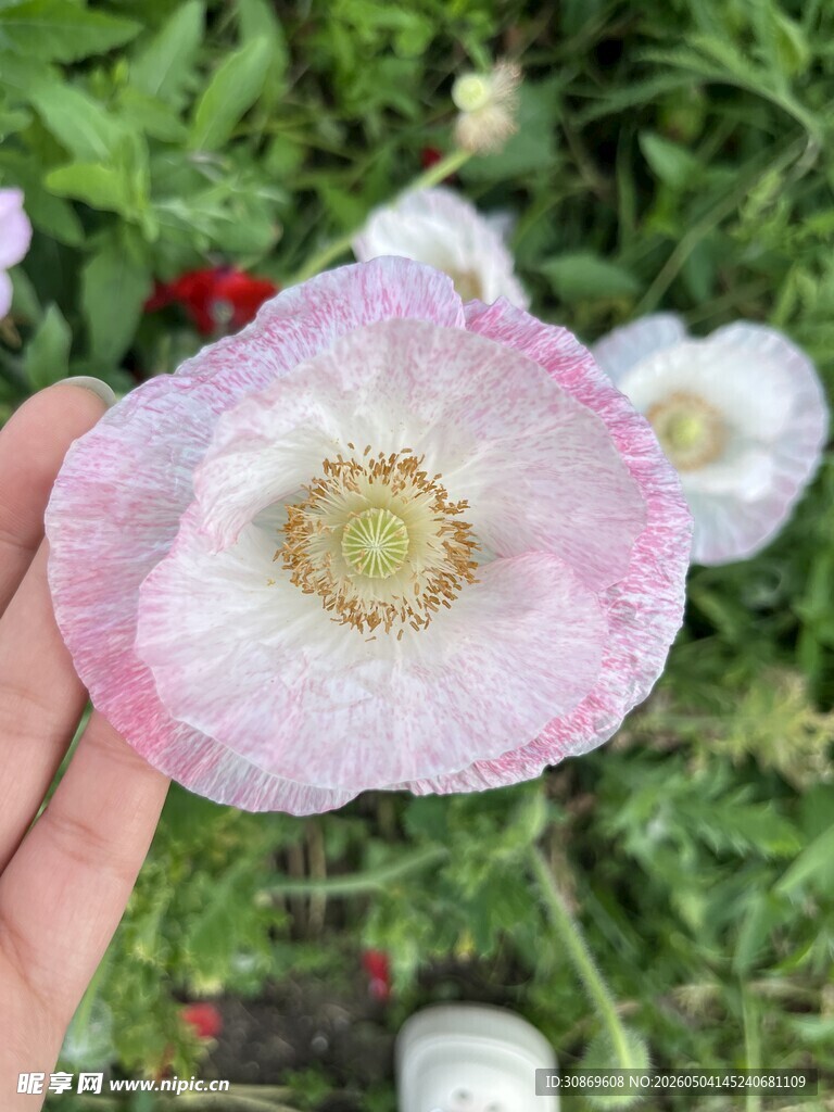 手捧娇艳粉色虞美人花
