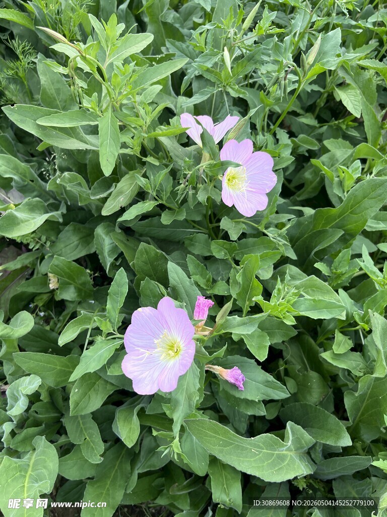 绿叶丛中的粉嫩牵牛花
