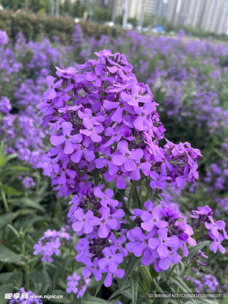 紫色花卉