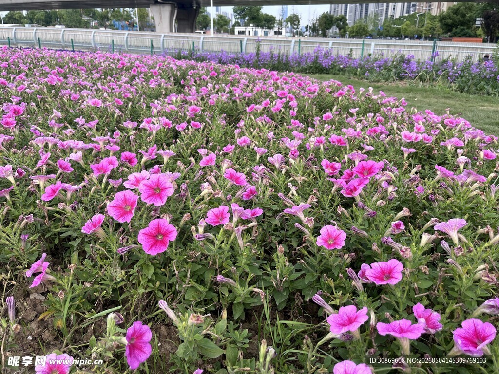粉色花海绽放美丽景致