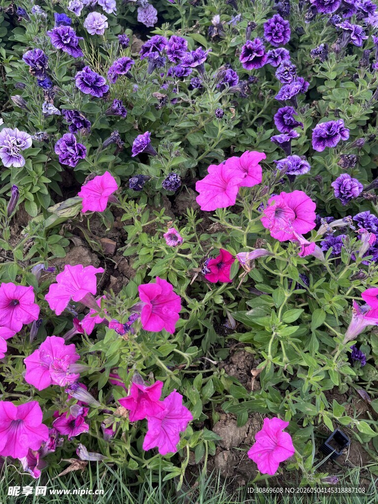 多彩花丛中的娇艳花朵