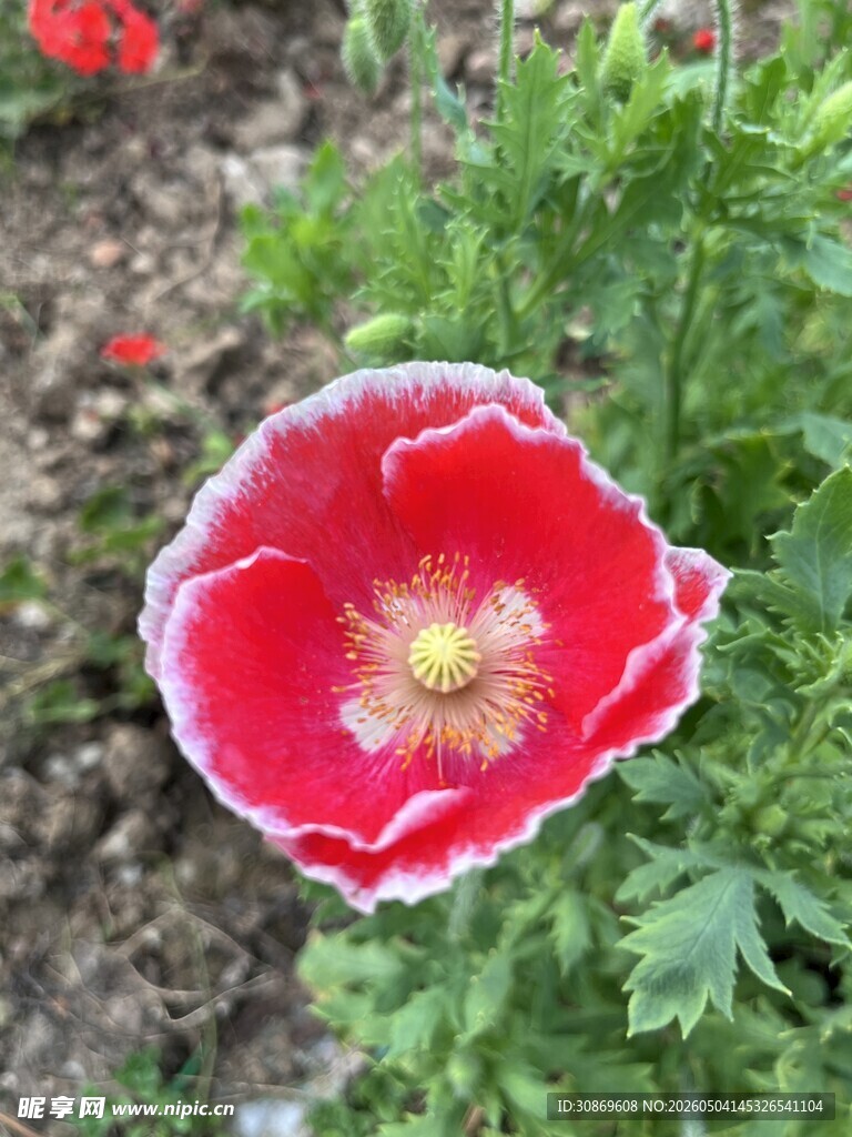 娇艳红花绽放于绿野