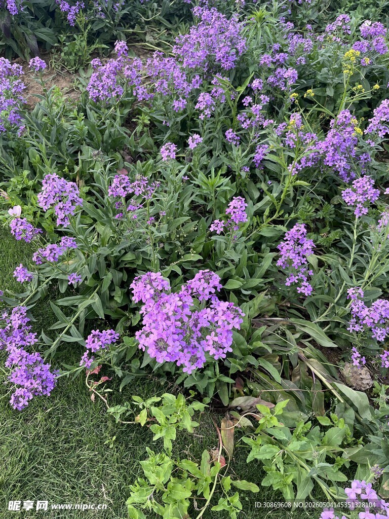 紫色花丛绽放生机