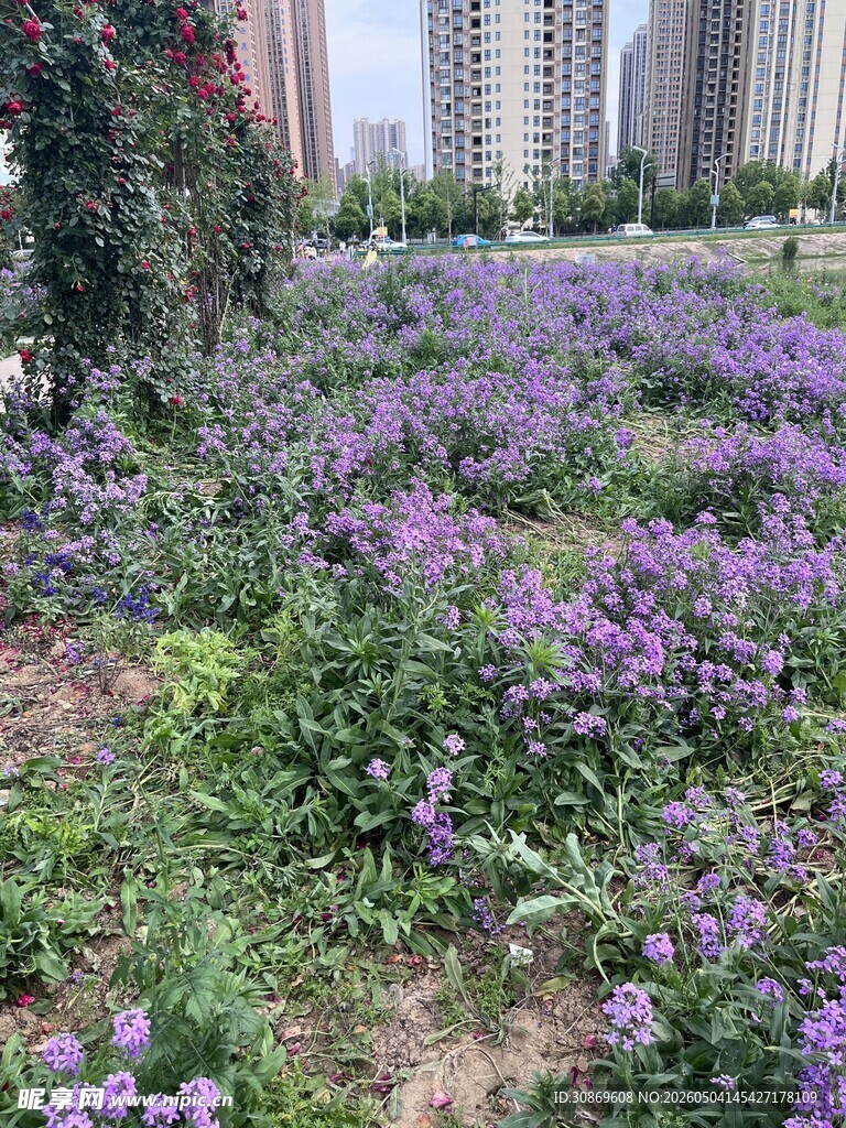城市中绽放的紫色花卉景观