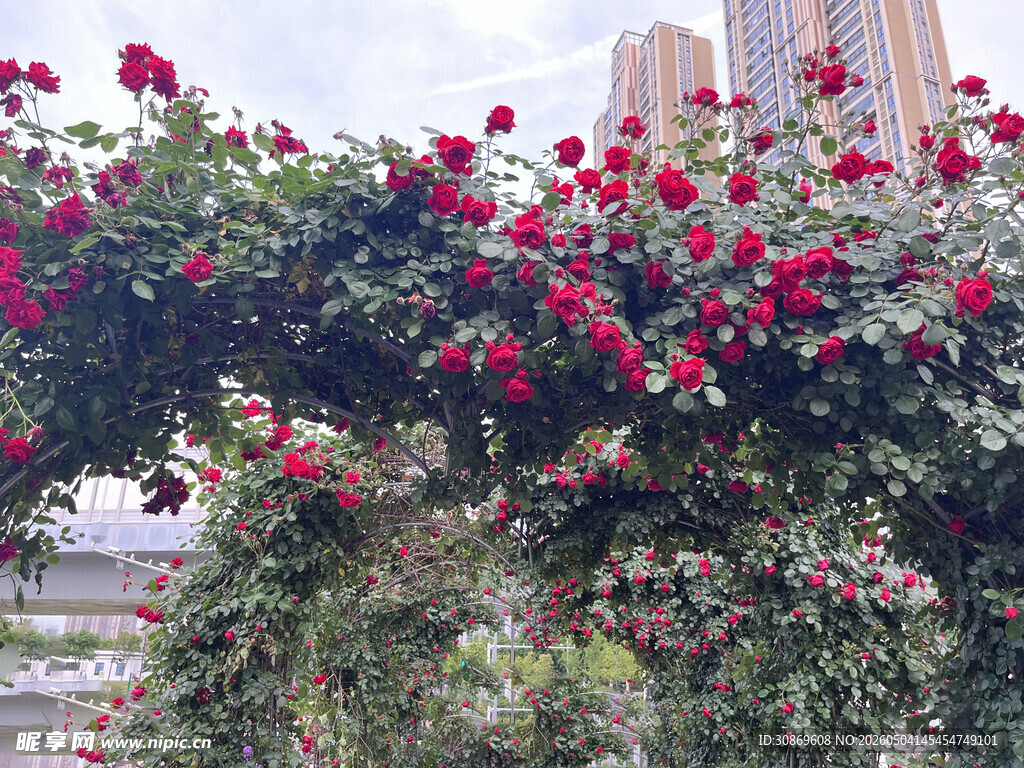 繁花满架的艳丽月季花