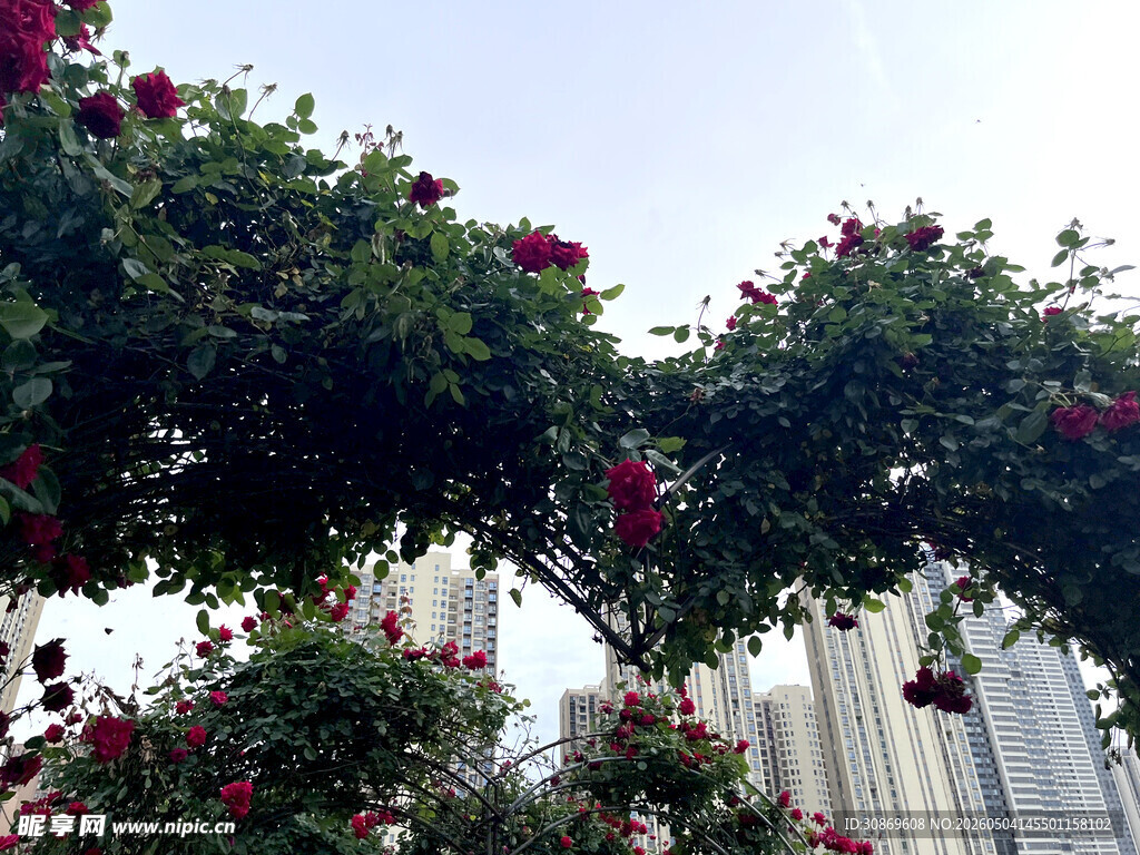蔷薇花架