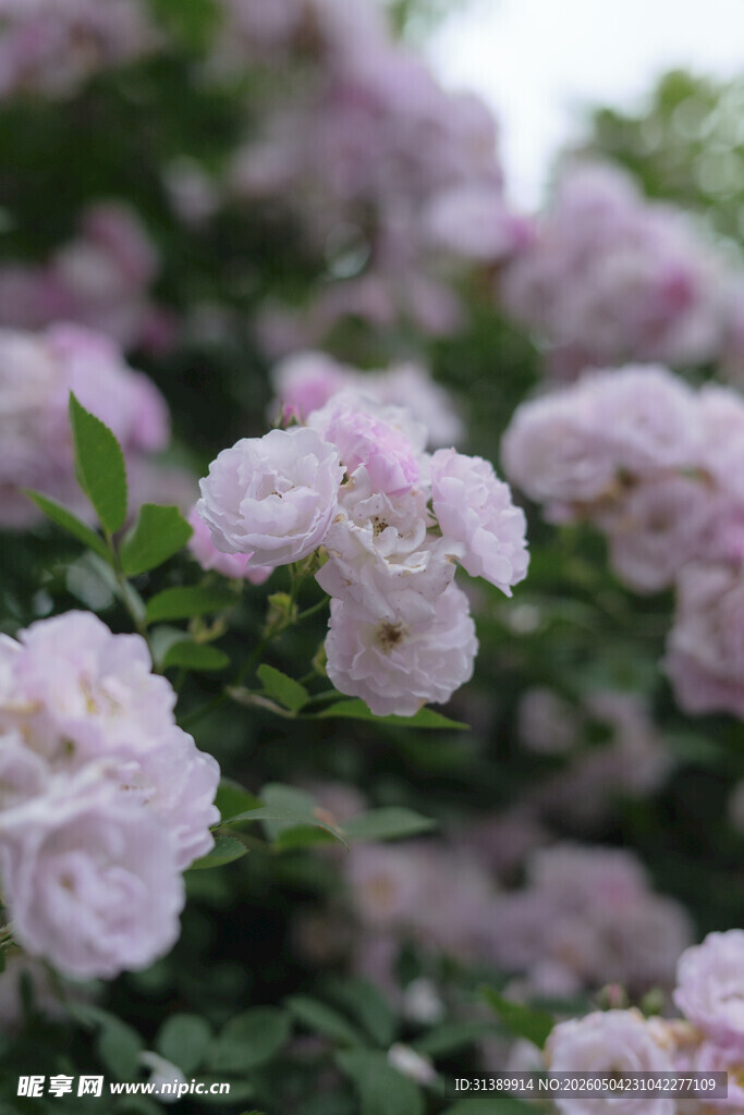 粉色蔷薇花绽放