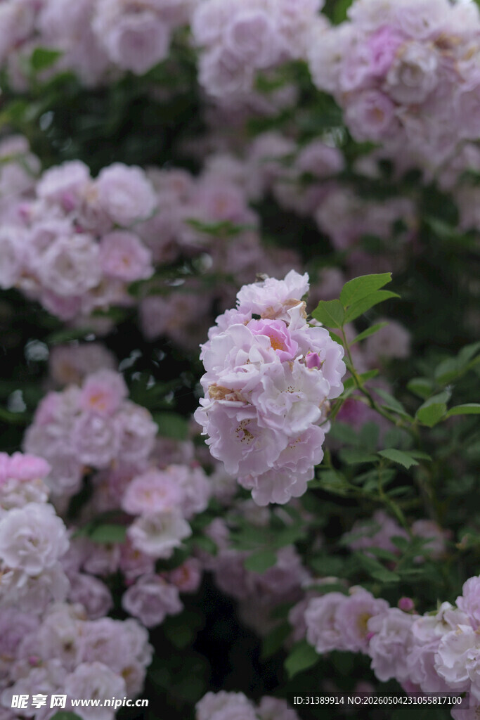 粉色蔷薇花绽放