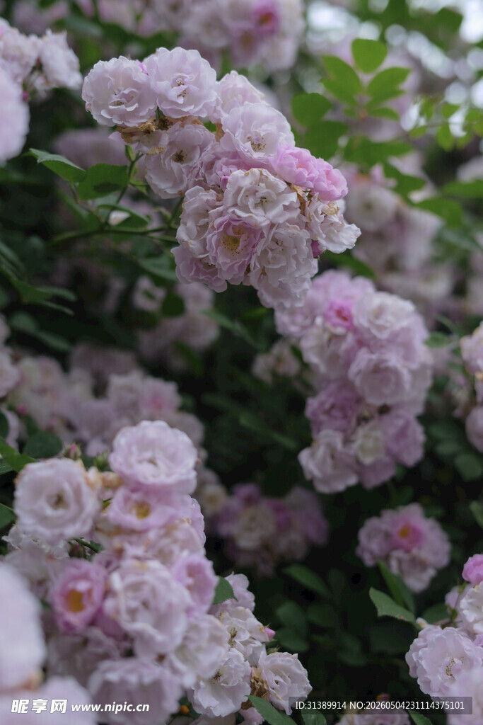 粉色蔷薇花绽放