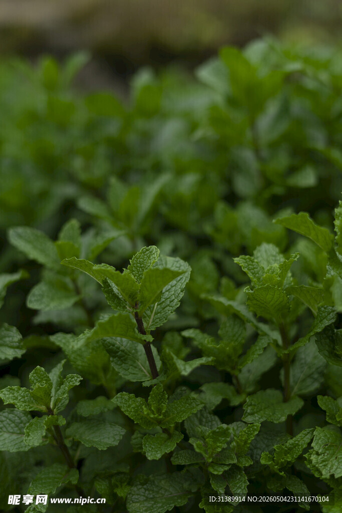 鲜嫩薄荷植株特写