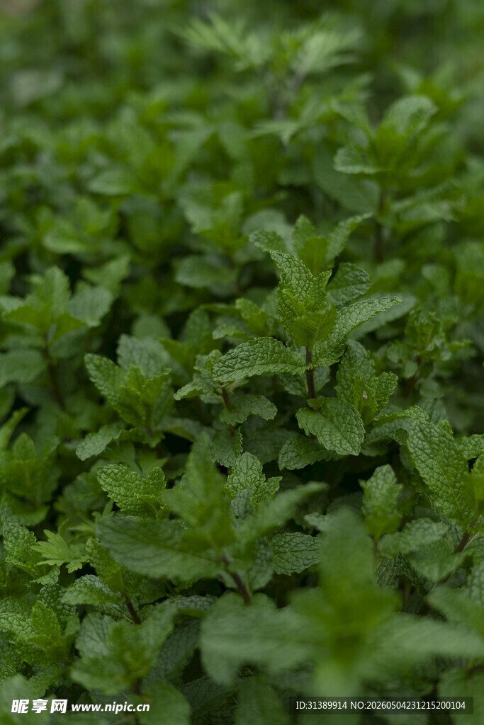 嫩绿繁茂的清新植物丛