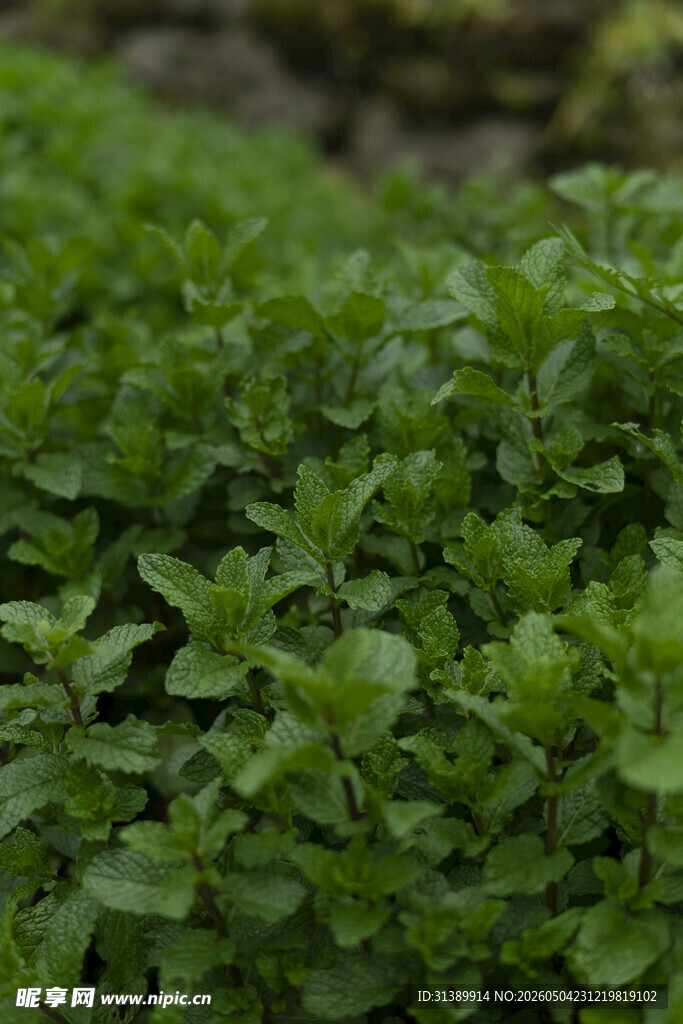 鲜嫩薄荷绿植特写