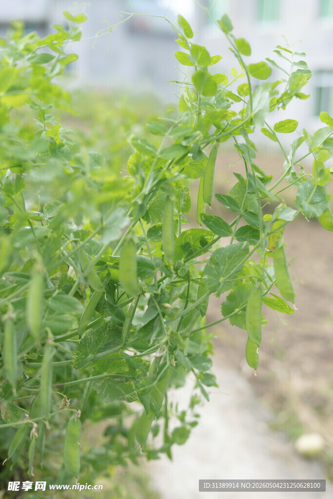 嫩绿清新植物特写