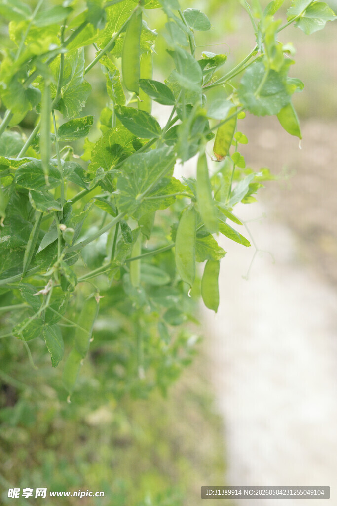 翠绿植物特写
