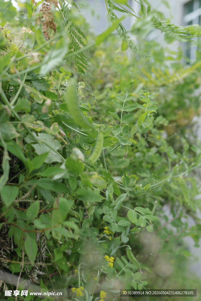 绿叶繁茂的植物景象