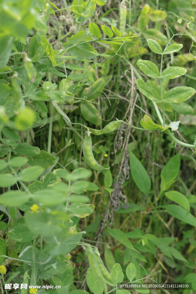 野外繁茂的绿色植物景观