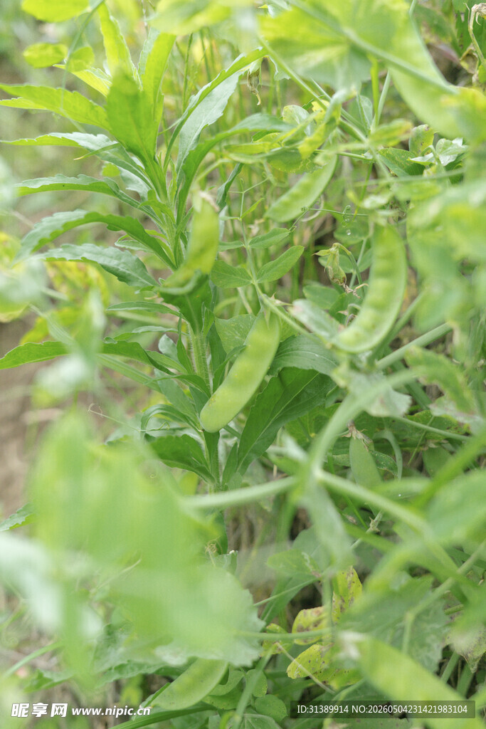 嫩绿植物特写