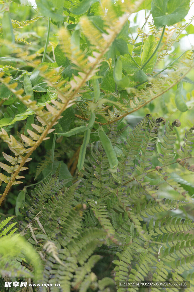翠绿蕨类植物特写
