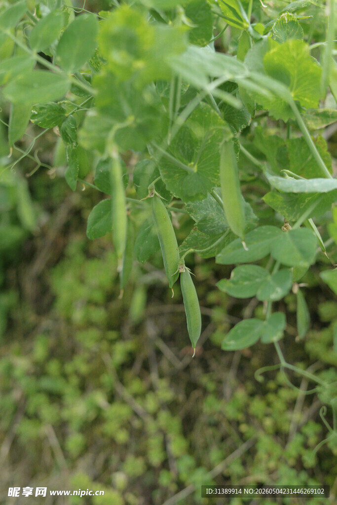 豌豆片